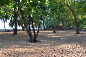 Cocotiers et sable doré sur la plage de Grande Anse, Deshaies