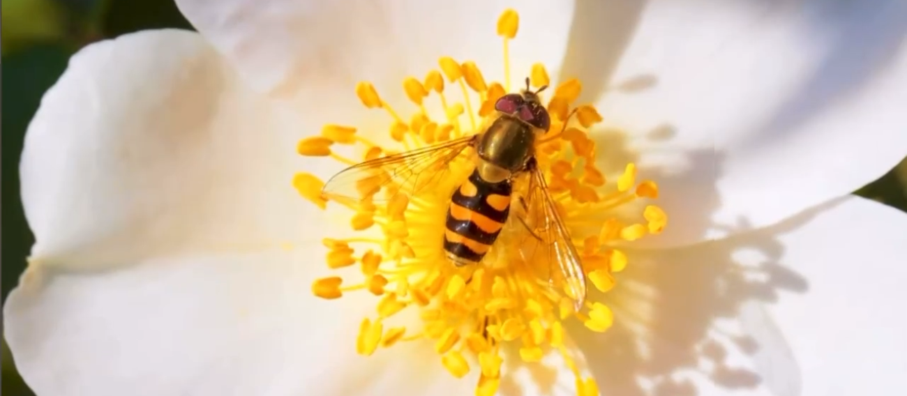 Screenshot 2025-11-12 at 10-42-48 Vente de miel bio à Saint-Martin – Guadeloupe